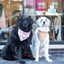 Dog Bandana Co. Watermelon & Strawberry Dog Bandana & Matching Scrunchie Set, Tie & Snap