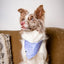 Dog Bandana Co. Lavender Dog Bandana Tie & Snap