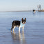 Dog Bandana Co. Shores Dog Bandana Tie & Snap
