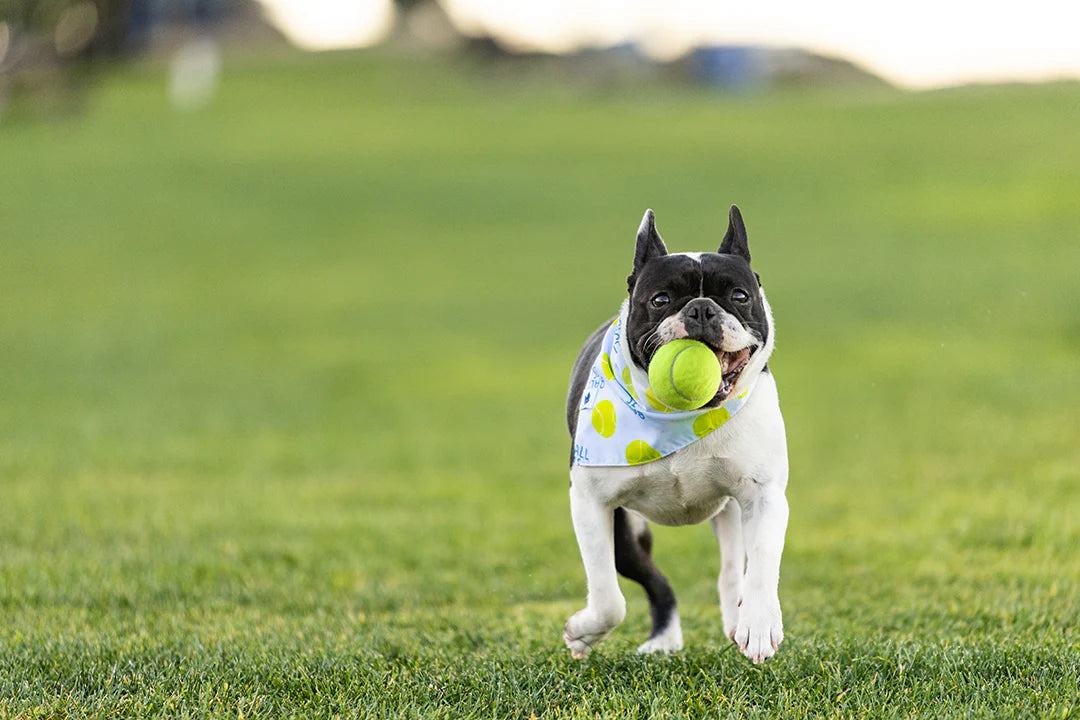 Dog Bandana Co. Ball Is Life Dog Bandana Tie & Snap