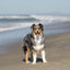 Dog Bandana Co. USA Dog Bandana, Tie & Snap