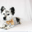 Dog Bandana Co. Daisy Dog Bandana Tie & Snap