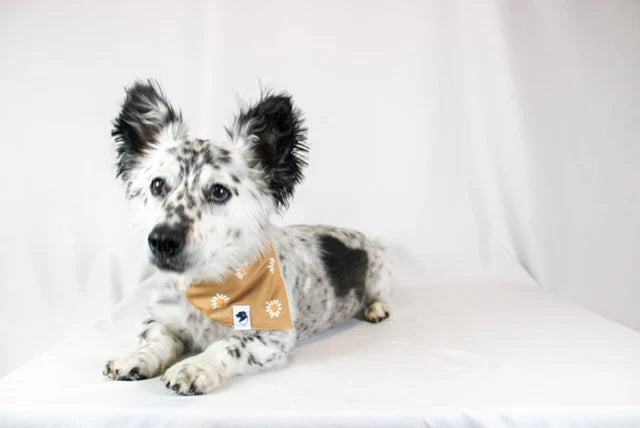 Dog Bandana Co. Daisy Dog Bandana Tie & Snap