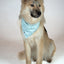 Dog Bandana Co. Smiles Dog Bandana Tie & Snap