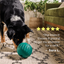 Woof Forager Walkabout, Dog Toy