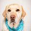 Dog Bandana Co. Tee Time Dog Bandana, Tie & Snap