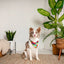 Dog Bandana Co. Love Wins Dog Bandana Tie & Snap
