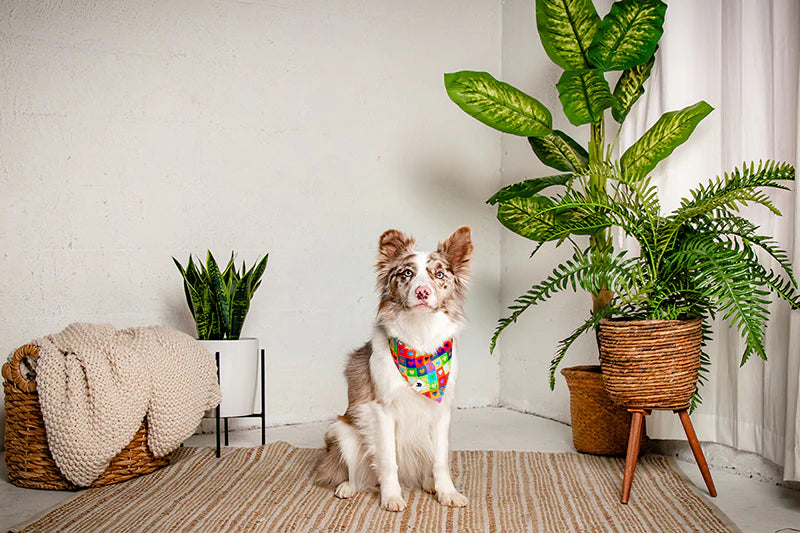 Dog Bandana Co. Love Wins Dog Bandana Tie & Snap