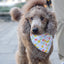 Dog Bandana Co. Popsicle Dog Bandana Tie & Snap