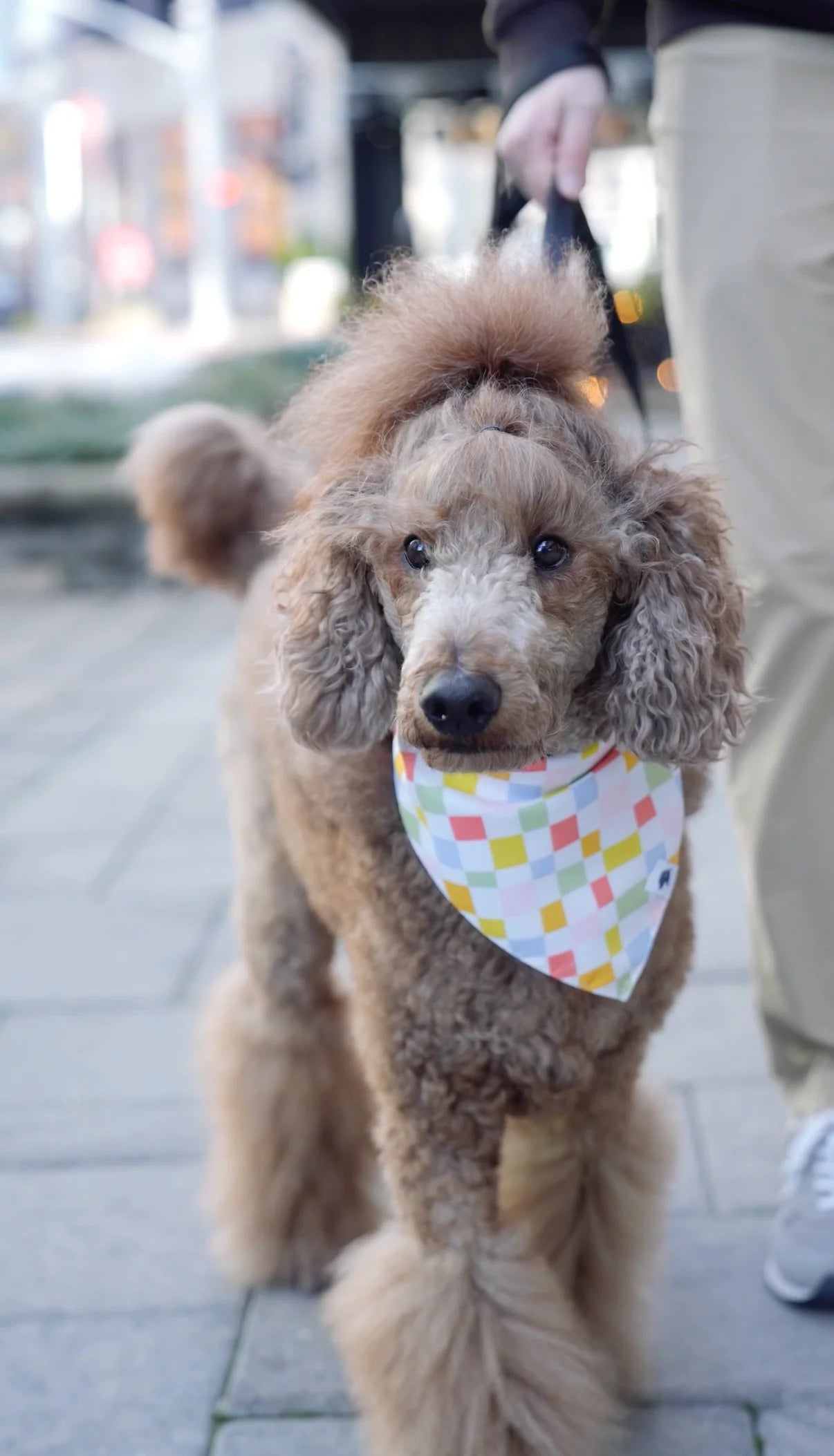 Dog Bandana Co. Popsicle Dog Bandana Tie & Snap