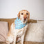 Dog Bandana Co. American Summer Dog Bandana Tie & Snap