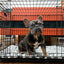Territory Crate Mat, Dog Bed