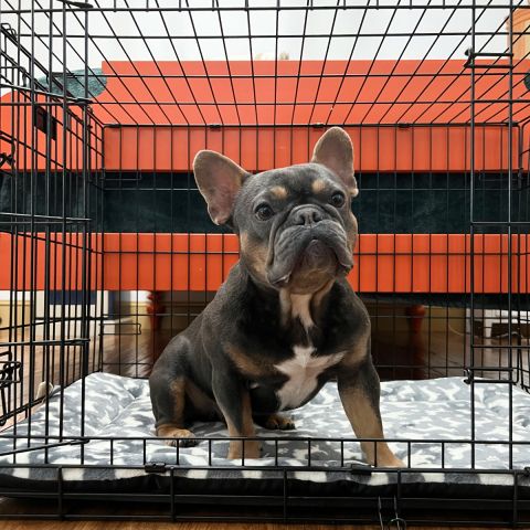 Territory Crate Mat, Dog Bed