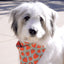 Dog Bandana Co. Watermelon & Strawberry Dog Bandana & Matching Scrunchie Set, Tie & Snap