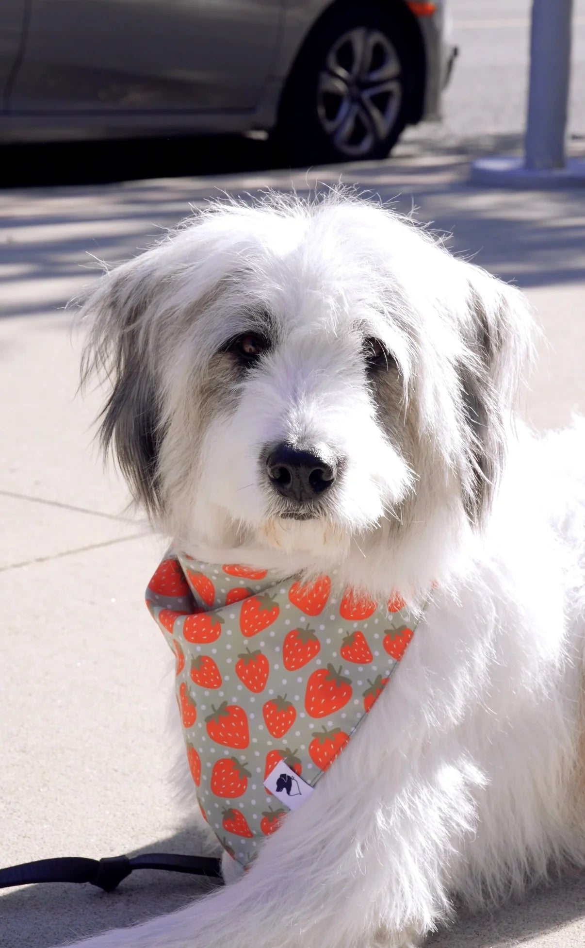 Dog Bandana Co. Watermelon & Strawberry Dog Bandana & Matching Scrunchie Set, Tie & Snap