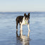 Dog Bandana Co. Shores Dog Bandana Tie & Snap