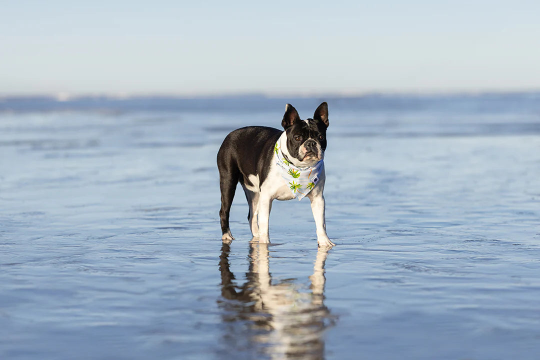 Dog Bandana Co. Shores Dog Bandana Tie & Snap