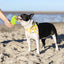 Dog Bandana Co. Popsicle Dog Bandana Tie & Snap