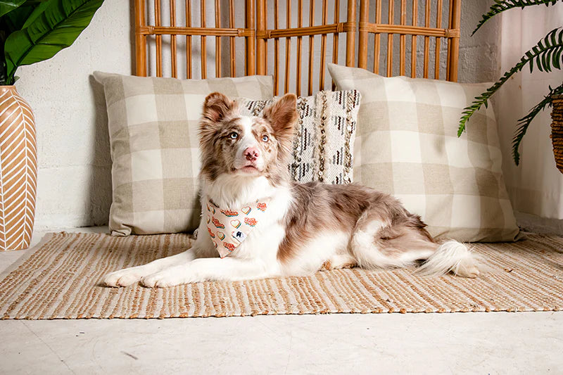 Dog Bandana Co. Love Wins Dog Bandana Tie & Snap