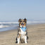 Dog Bandana Co. USA Dog Bandana, Tie & Snap