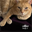 Fromm PurrSnickitty Salmon Splendor Recipe, Dry Cat Food, 4-lb Bag