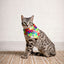 Dog Bandana Co. Love Wins Dog Bandana Tie & Snap