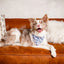 Dog Bandana Co. Lavender Dog Bandana Tie & Snap