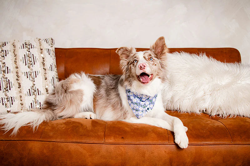 Dog Bandana Co. Lavender Dog Bandana Tie & Snap