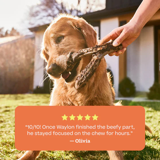 Woof Dog HonestChew Meaty Antler, Dog Treat