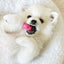 Nylabone Pink Small/Regular  Puppy Chew Triple Pack, Dog Toy