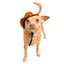 Pet Krewe Cowboy Hat, Dog Costume