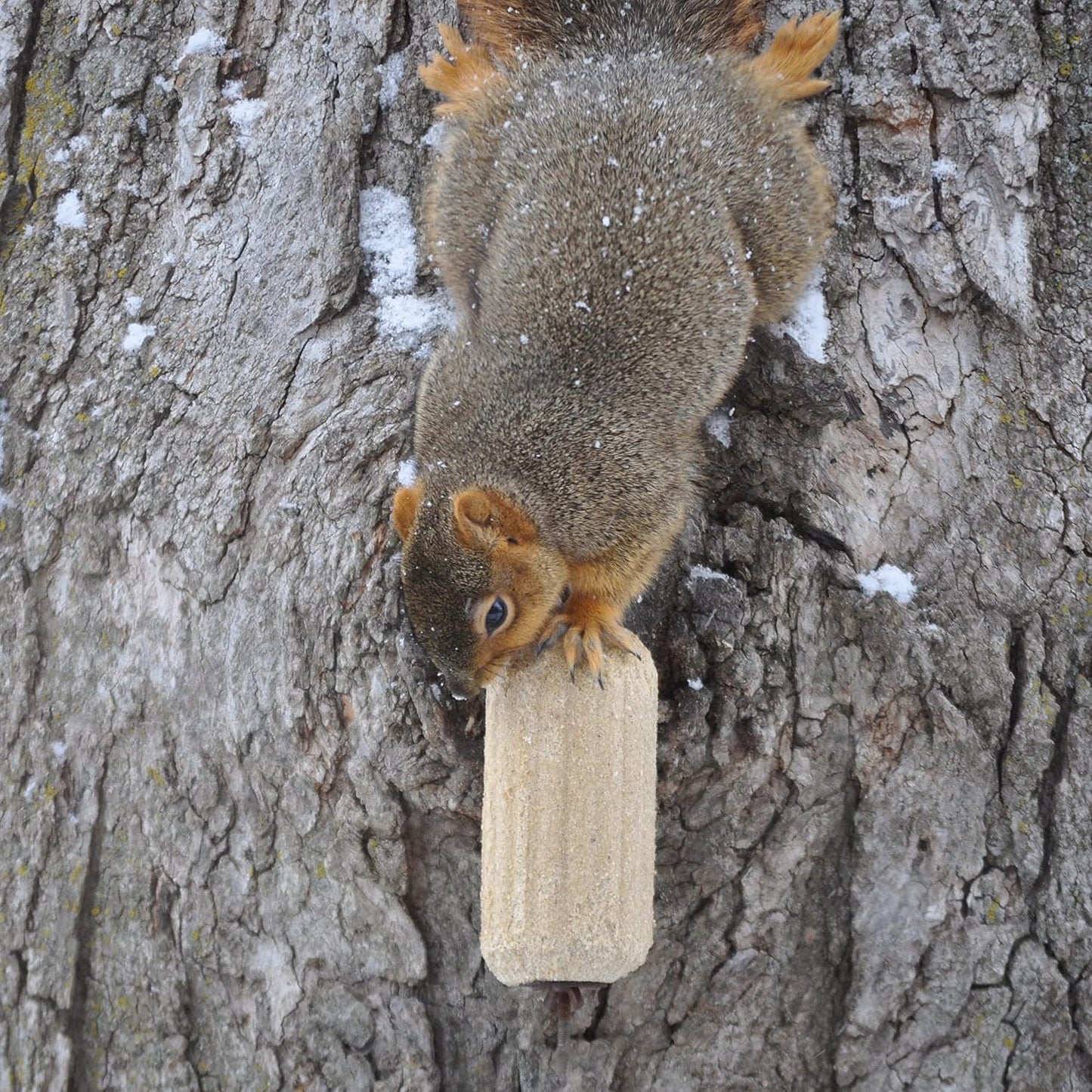 C & S Nut 'N Sweet Corn Squirrellog 2-Pack, Squirrel Treat