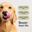 Instinct Raw Boost Gut Health With Chicken, Dry Dog Food, 3.5-lb Bag