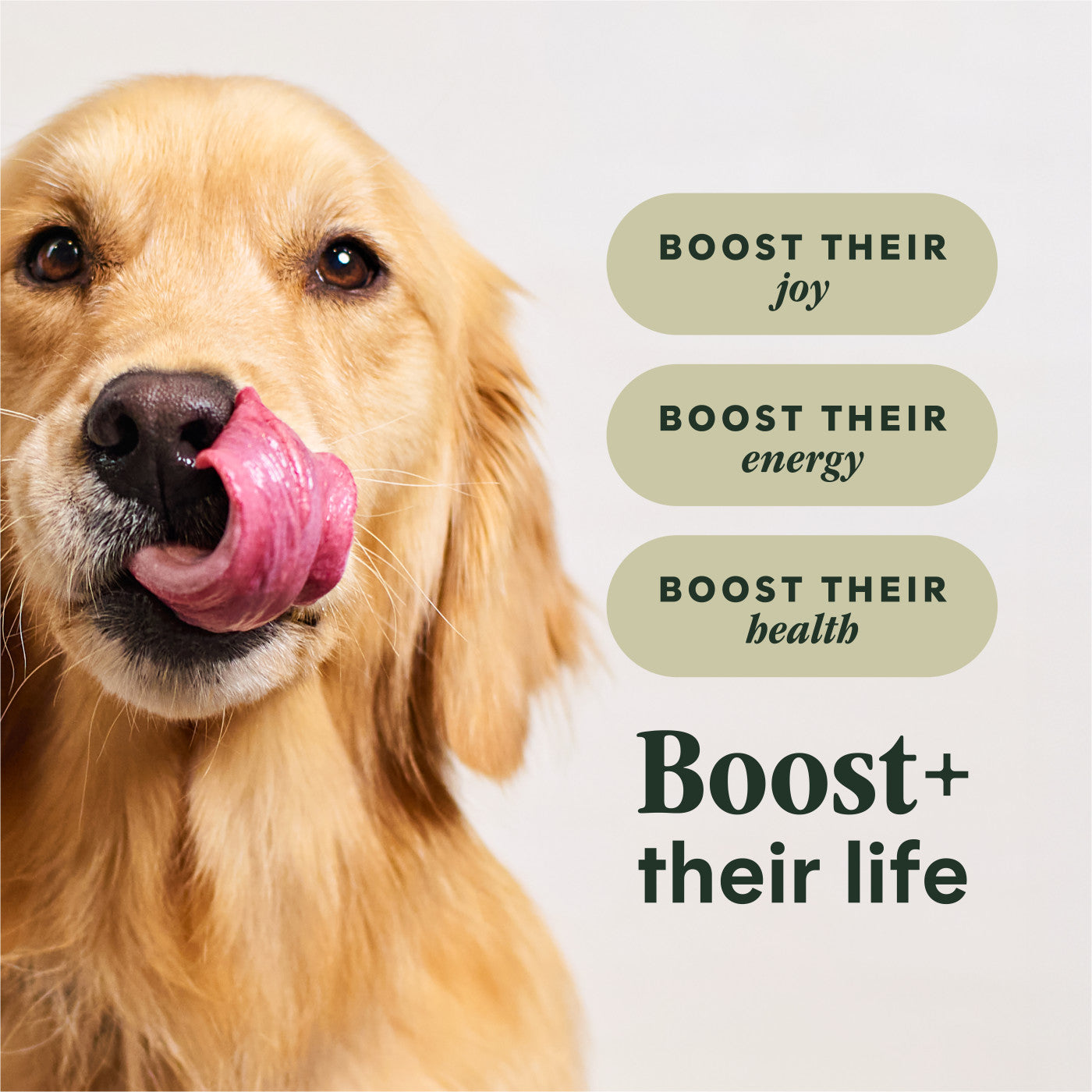 Instinct Raw Boost Gut Health With Chicken, Dry Dog Food, 3.5-lb Bag