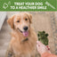 Whimzees All Natural Daily Large Alligator Dental Chews, 6-Count, Dog Chew