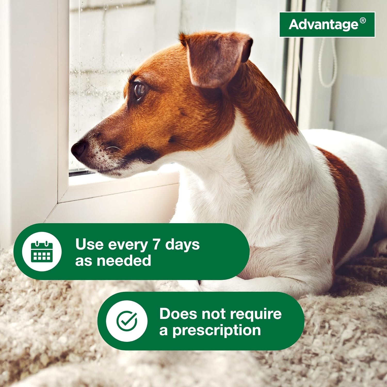 Advantage dog flea shampoo best sale