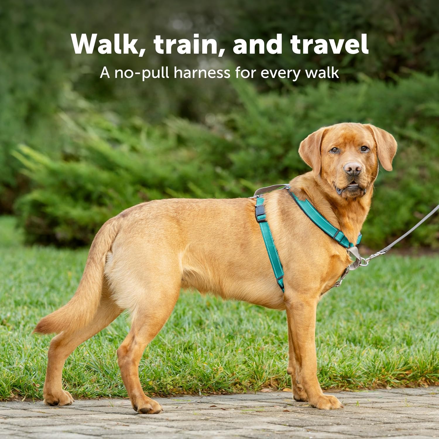 Petsafe harness outlet dog