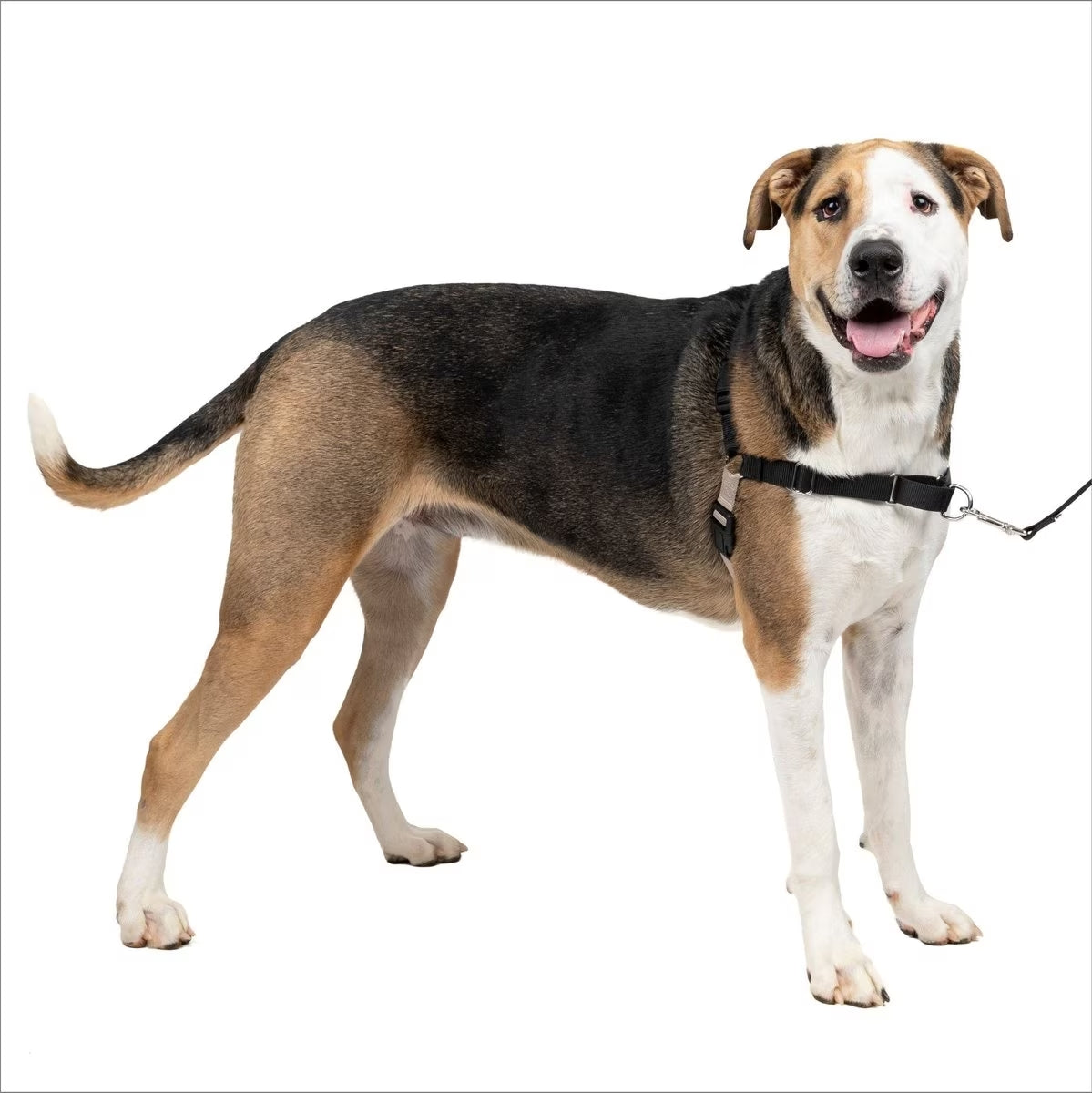 Easy walk harness chewy best sale