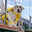 BayDog Monterey Bay Life Jacket For Dogs
