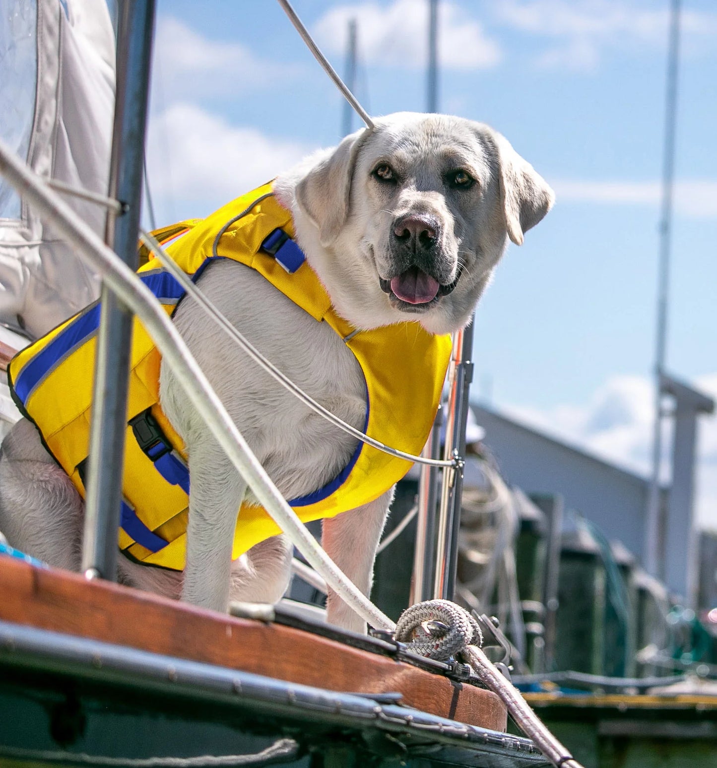 BayDog Monterey Bay Life Jacket For Dogs