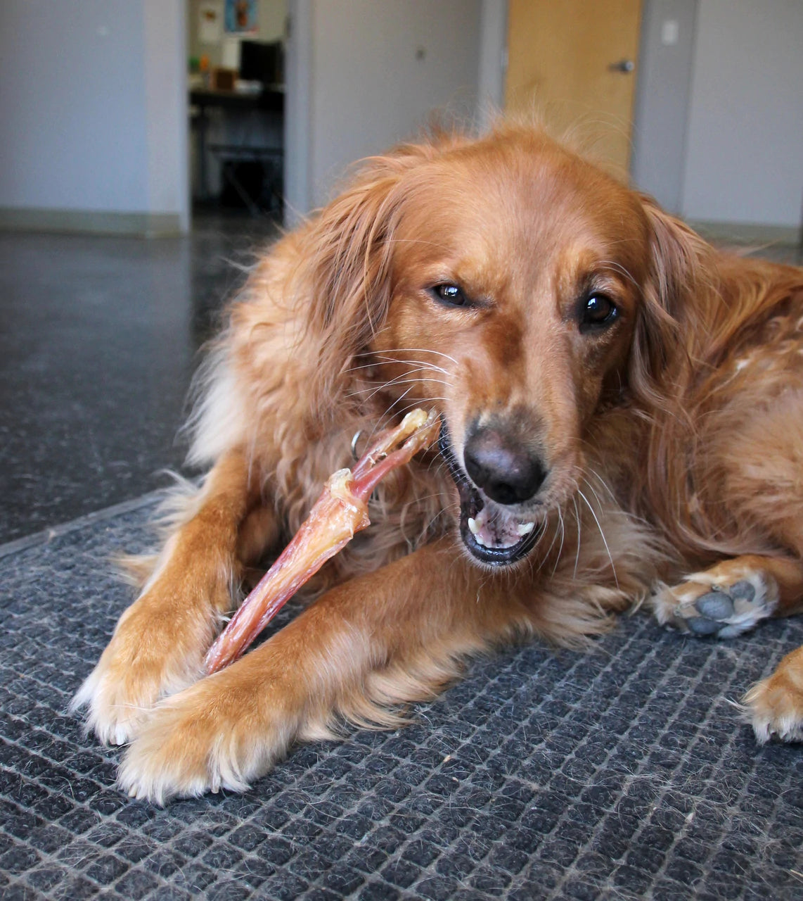 Tuesday's Natural Dog Company 6-Inch Large Beef Tendon, Single Dog Chew