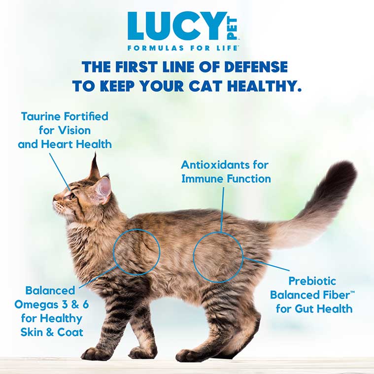 Lucy Pet Salmon, Pumpkin & Quinoa, Dry Cat Food