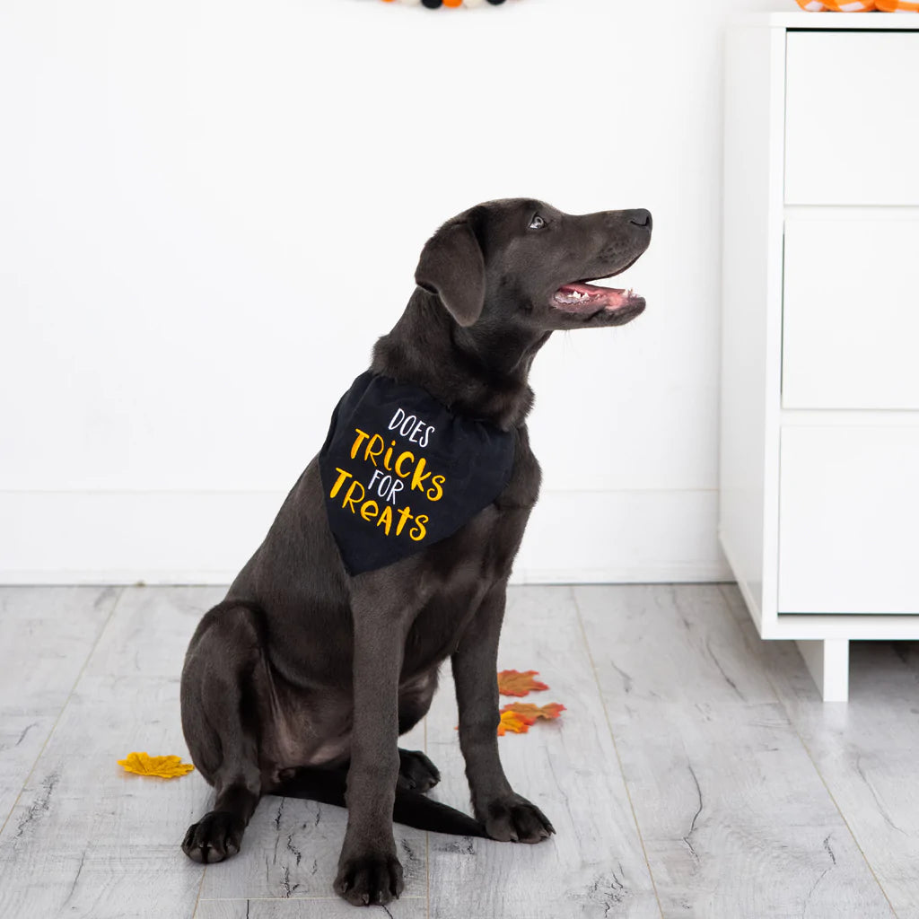 Pearhead "Does Tricks For Treats" Pet Bandana, Small/Medium