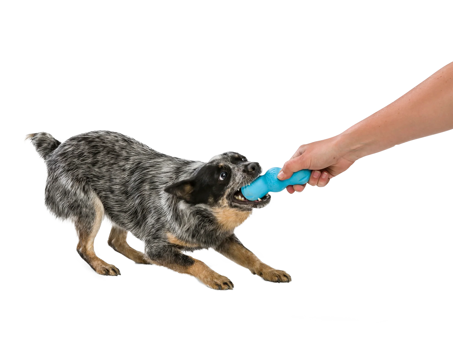 West Paw Rumpus®, Dog Toy