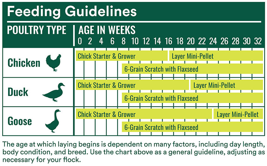 Manna-Pro Chick Starter Grower Non-Medicated Crumbles 10-lb, Poultry Feed