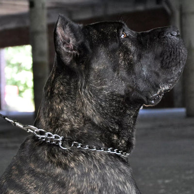Titan Chain Training Dog Collar